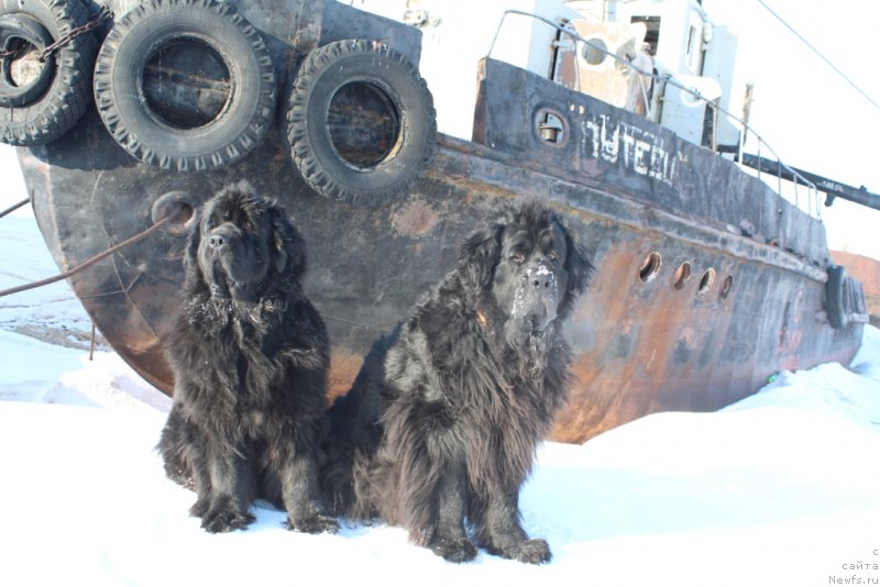 Фото: ньюфаундленд Янтарная Мечта, ньюфаундленд Глория Гранд Блек
