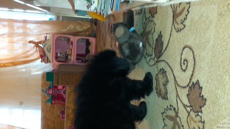 Фото: ньюфаундленд Черный Балу Елисей