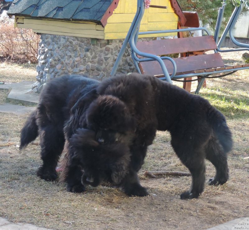 Фото: ньюфаундленд Love Inside Your Soul Moon Bear, ньюфаундленд Skippers Only You for Smigar