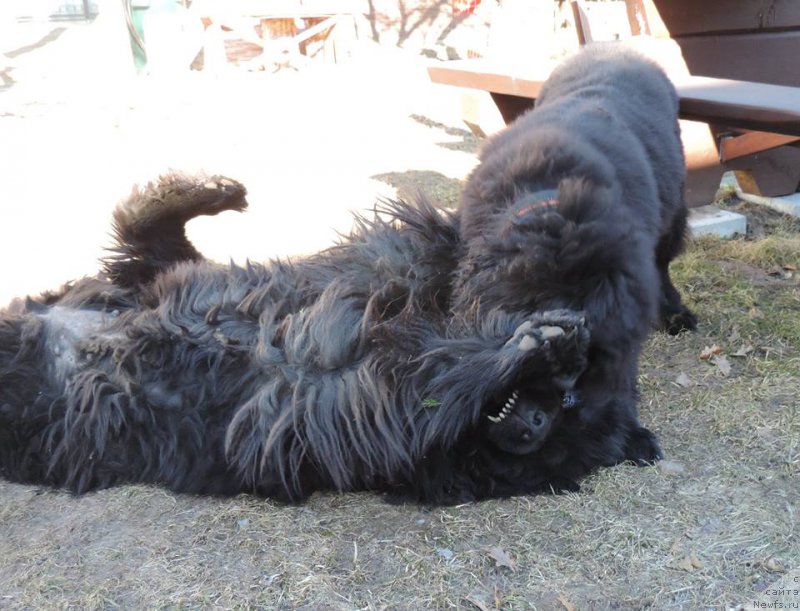 Фото: ньюфаундленд Love Inside Your Soul Moon Bear, ньюфаундленд Skippers Only You for Smigar