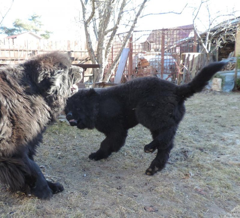 Фото: ньюфаундленд Love Inside Your Soul Moon Bear, ньюфаундленд Skippers Only You for Smigar