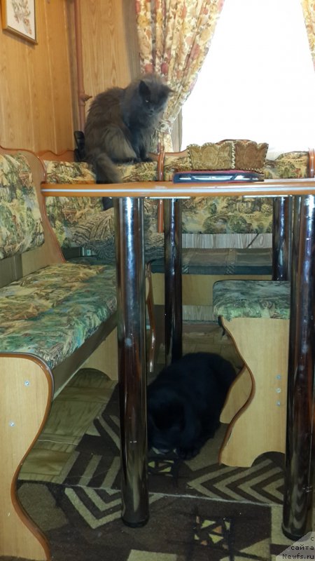 Фото: ньюфаундленд Черный Балу Елисей