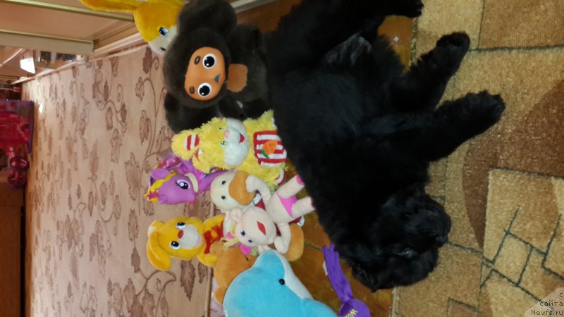 Фото: ньюфаундленд Черный Балу Елисей