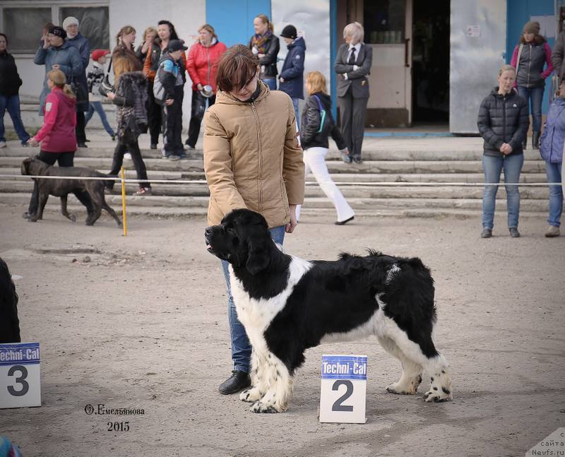 Фото: ньюфаундленд Фиаметтахауз Садахбия (Fiamettahauz Sadahbiya)