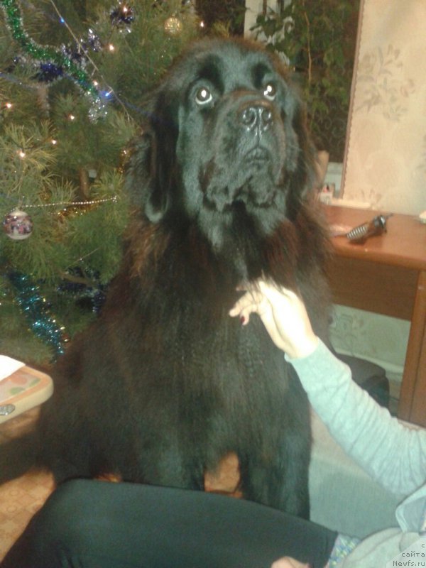 Фото: ньюфаундленд Аманда Мистер Нюф (Amanda Mister Newf)