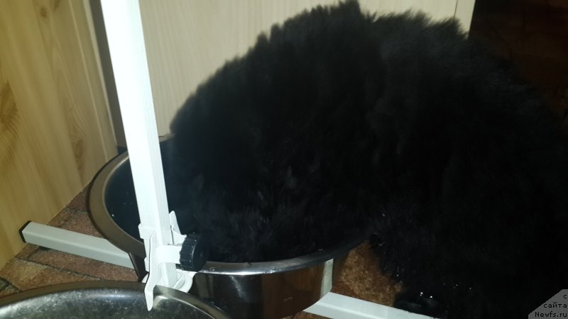 Фото: ньюфаундленд Черный Балу Елисей