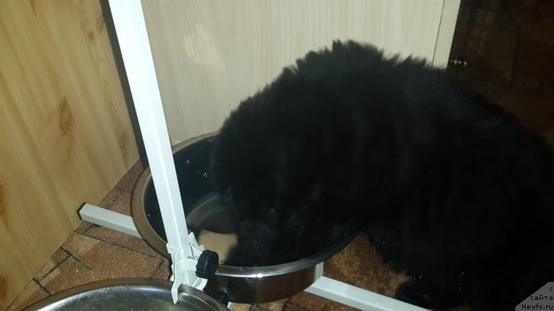 Фото: ньюфаундленд Черный Балу Елисей