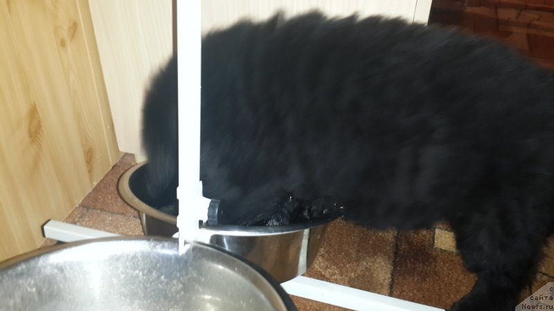 Фото: ньюфаундленд Черный Балу Елисей