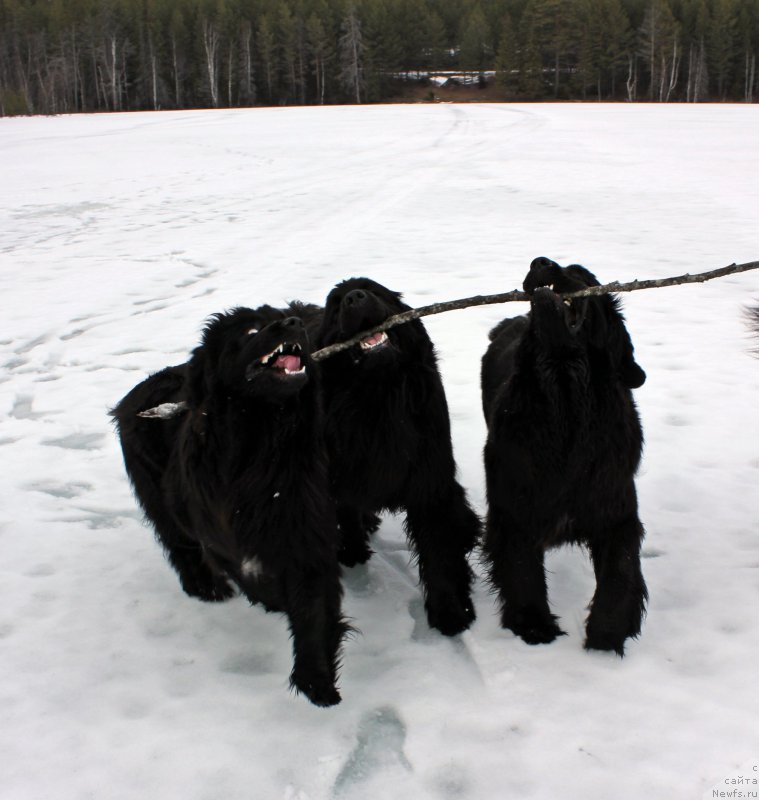 Фото: ньюфаундленд Дар Свезы Маскот Дреамс, ньюфаундленд Дар Свезы Мажикал Малта, ньюфаундленд Дар Свезы Моника Беллукки