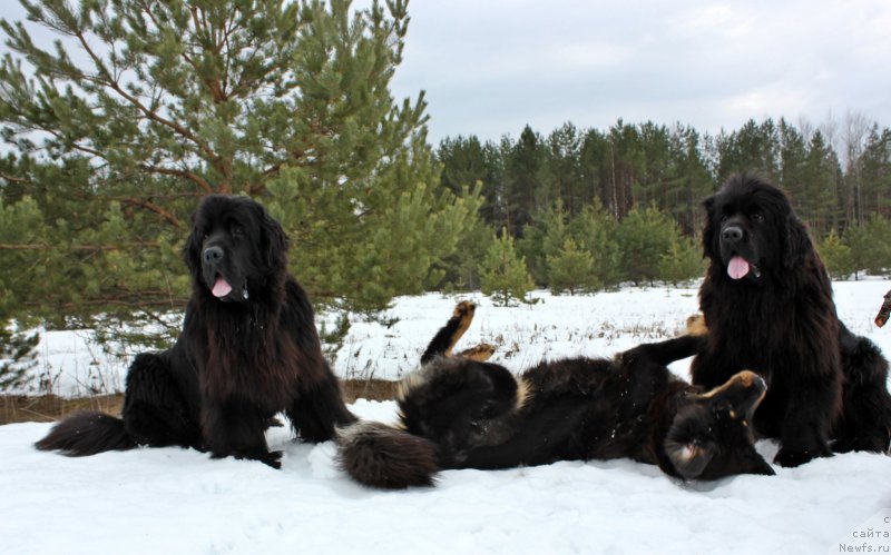 Фото: ньюфаундленд Дар Свезы Маскот Дреамс, ньюфаундленд Дар Свезы Мажикал Малта