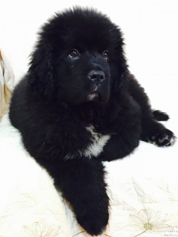 Фото: ньюфаундленд Сент Джонс Нашенал Прайд