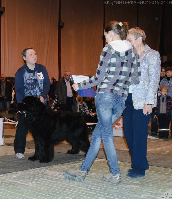 Фото: ньюфаундленд Дар Свезы Сии Энд Эдмире