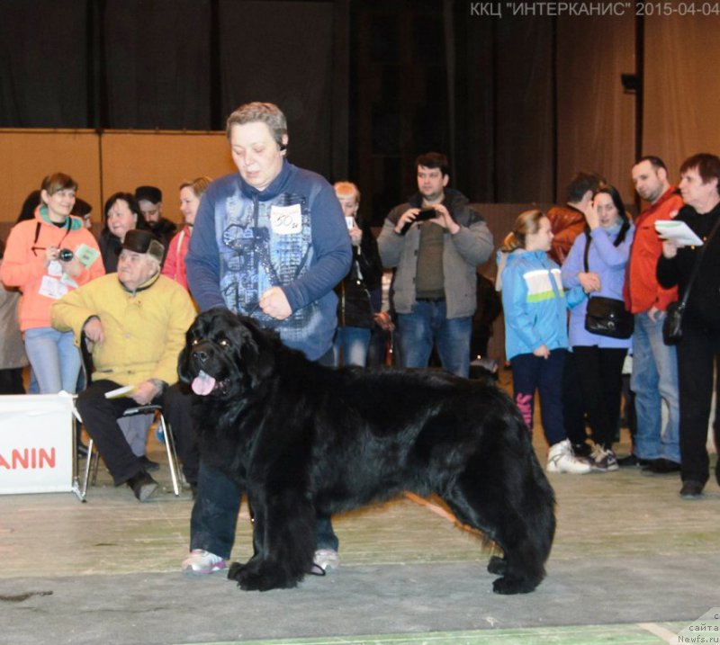Фото: ньюфаундленд Дар Свезы Сии Энд Эдмире