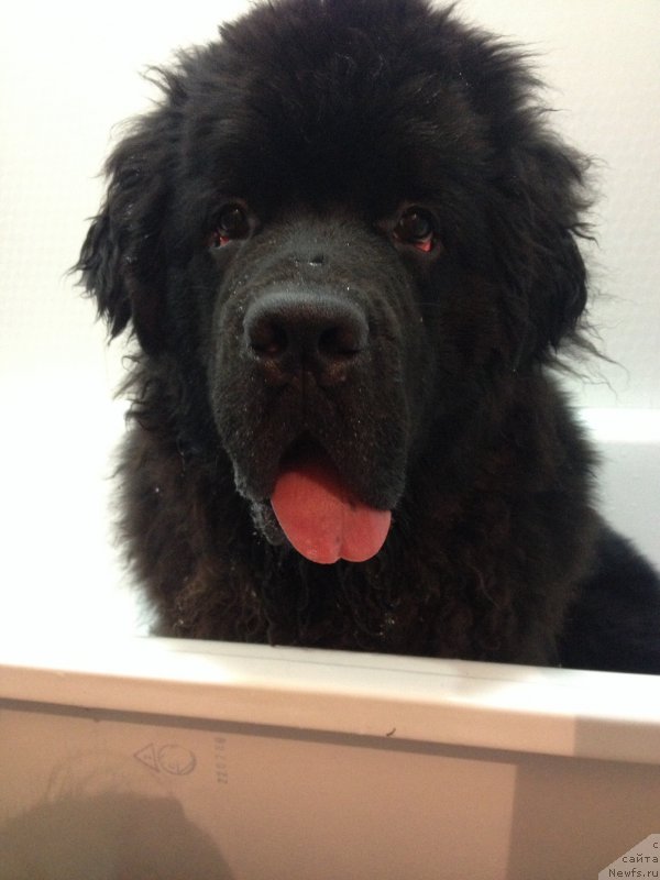 Фото: ньюфаундленд Басня с Берега Дона (Basnja s Berega Dona)