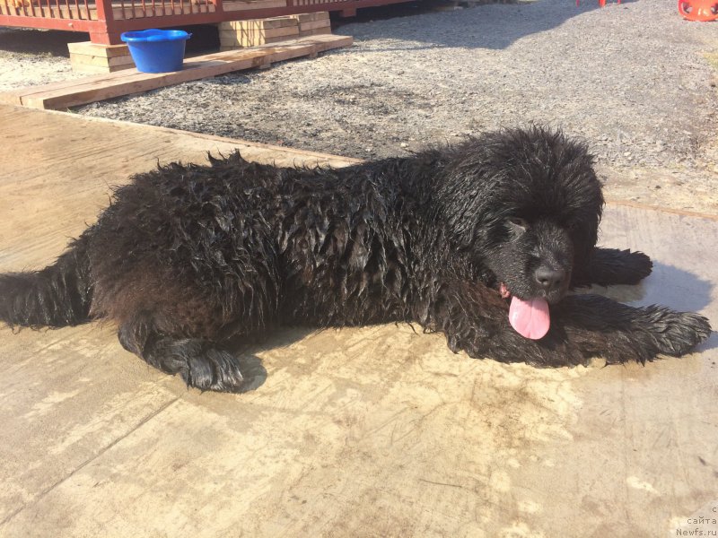 Фото: ньюфаундленд Сент Джонс Нашенал Прайд