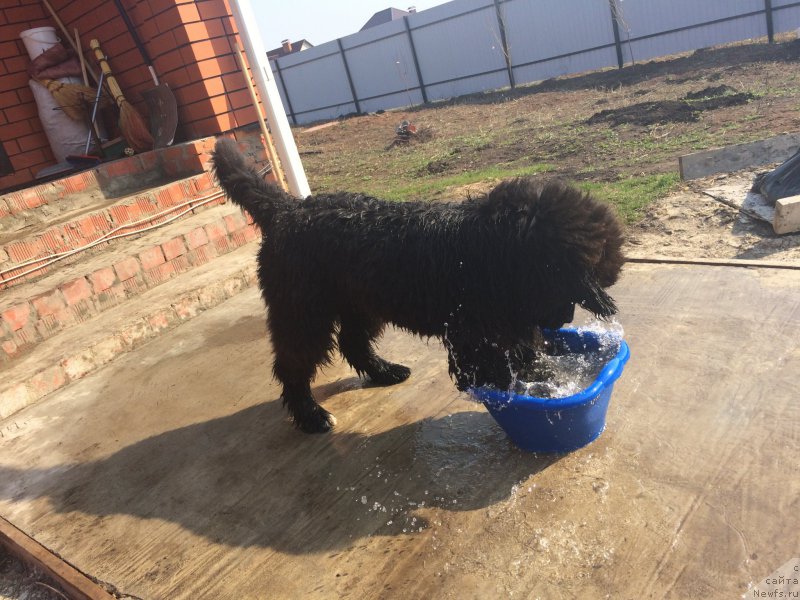 Фото: ньюфаундленд Сент Джонс Нашенал Прайд