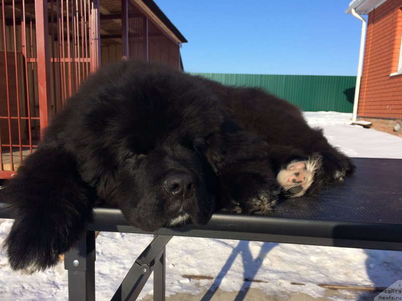 Фото: ньюфаундленд Сент Джонс Нашенал Прайд