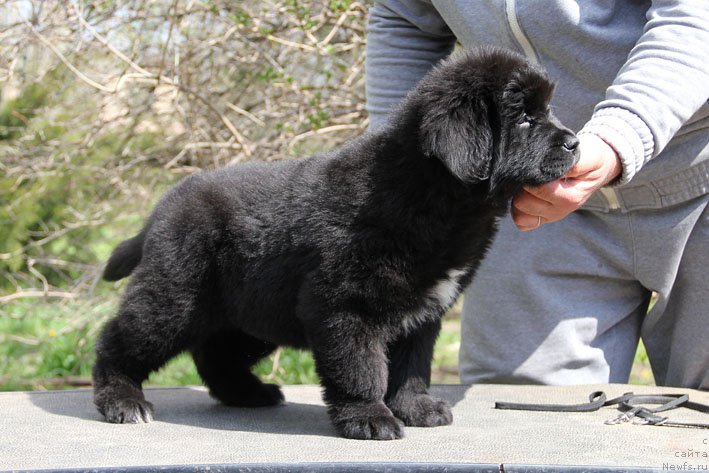 Фото: ньюфаундленд Дары Приносящая с Берега Дона (Dary Prinosjashhaya s Berega Dona)