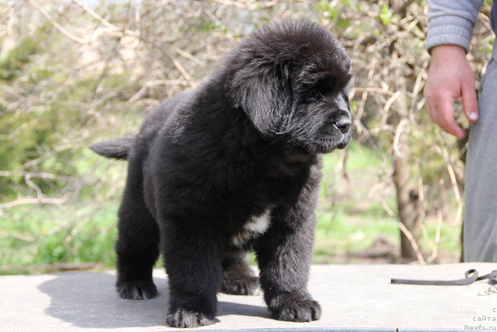 Фото: ньюфаундленд Дары Приносящая с Берега Дона (Dary Prinosjashhaya s Berega Dona)