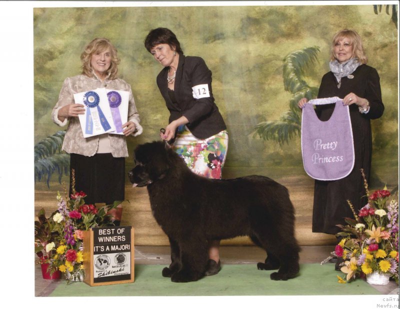 Фото: ньюфаундленд Бикоз Ай Эм Свеет фор Сеабрук (Because I'm Sweet for Seabrook)