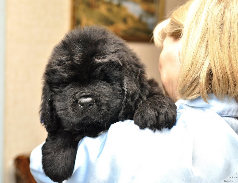 Фото: ньюфаундленд Ваше Благородие Вельможный Пан