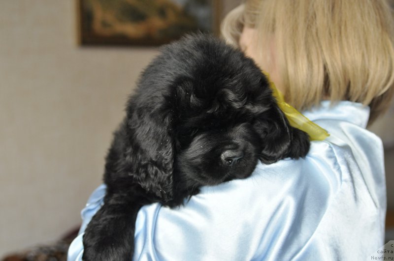 Фото: ньюфаундленд Восходящая Звезда Вивьен Ли