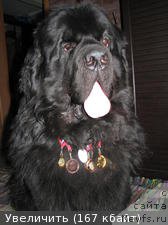 Фото: ньюфаундленд Сент Джонс Зона оф Файер