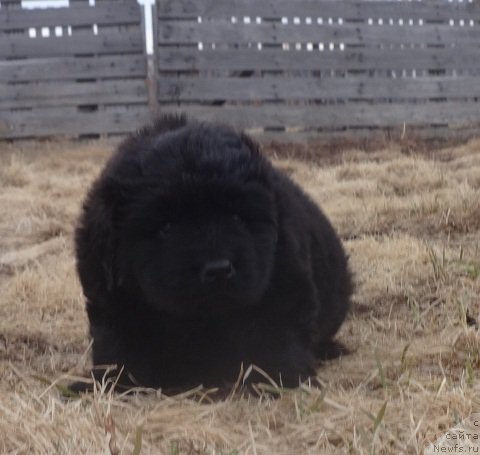 Фото: ньюфаундленд Ньюфорт Лапочка Дочка