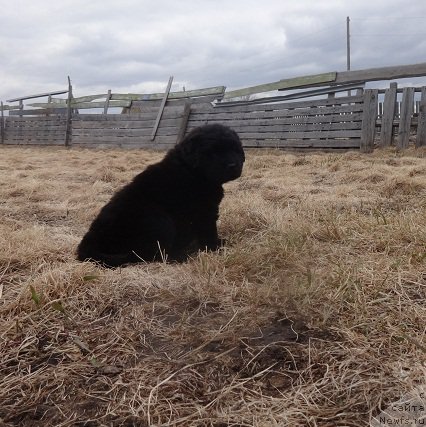 Фото: ньюфаундленд Ньюфорт Дивная Диана