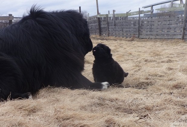 Фото: ньюфаундленд Ньюфорт Дивная Диана