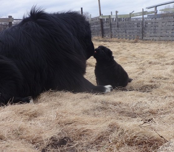 Фото: ньюфаундленд Ньюфорт Дивная Диана