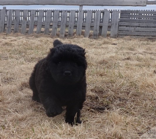 Фото: ньюфаундленд Ньюфорт Дивная Диана