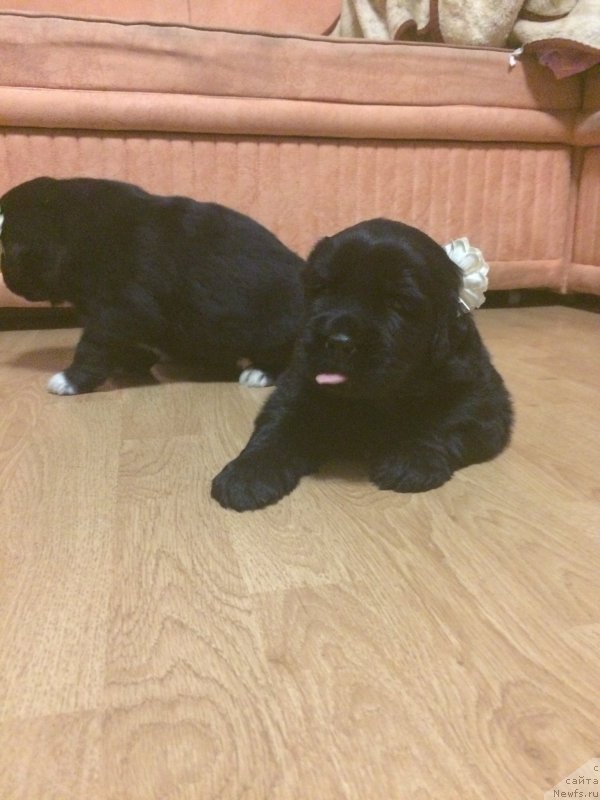 Фото: ньюфаундленд Ньюфорт Черника Леди