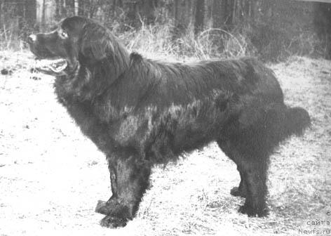 Фото: ньюфаундленд Содж Сократ