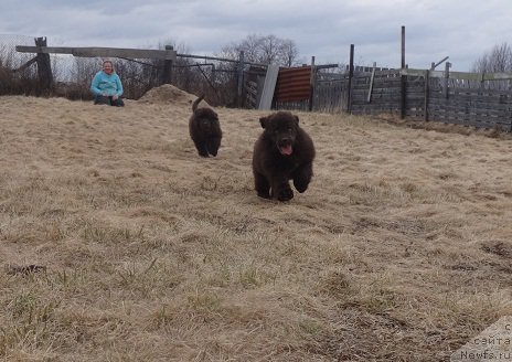 Фото: ньюфаундленд Ньюфорт Весна Любви, ньюфаундленд Ньюфорт Ворожея, Лена Зырина