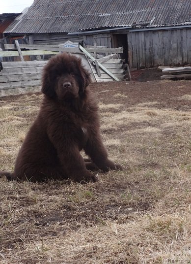 Фото: ньюфаундленд Ньюфорт Ворожея