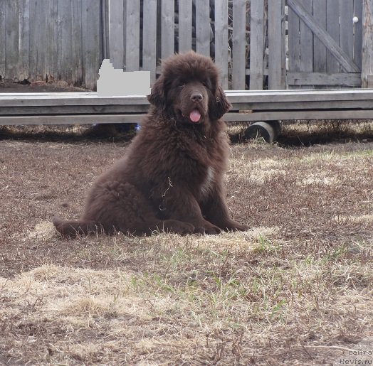 Фото: ньюфаундленд Ньюфорт Весна Любви
