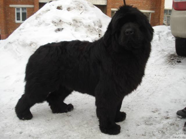 Фото: ньюфаундленд Супер Премиум Ностальджи