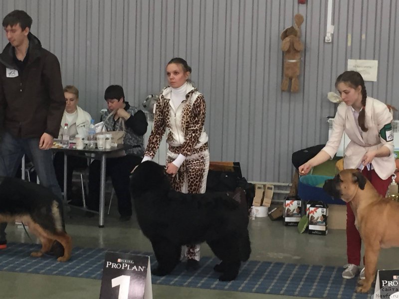 Фото: ньюфаундленд Нью-Пом-Шир Бонд Джеймс