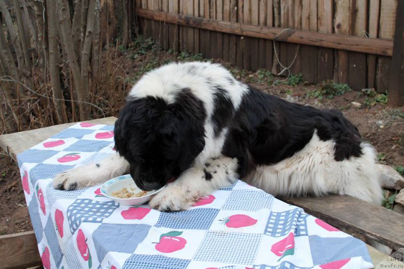 Фотография № 180043