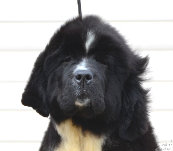 Фотография № 180054