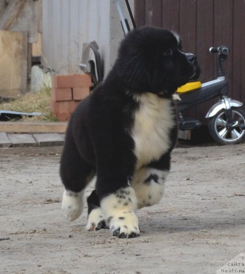 Фотография № 180056