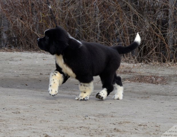 Фотография № 180060