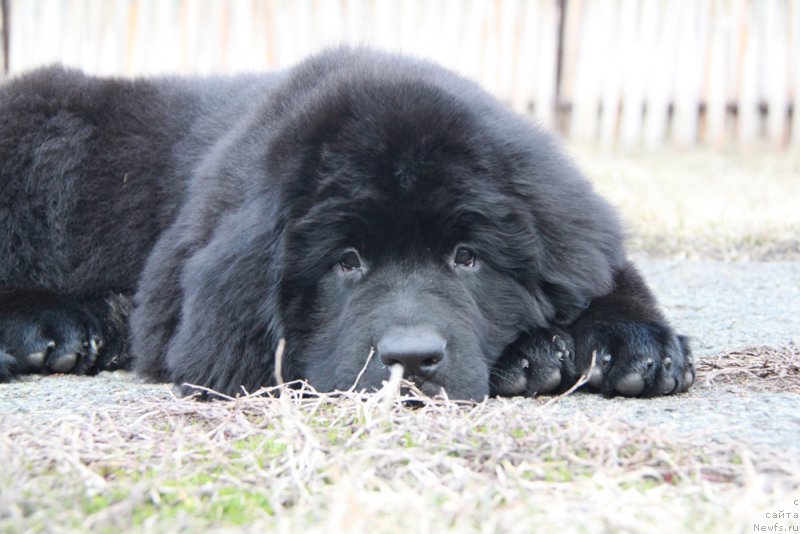 Фото: ньюфаундленд Аквиан Сонг Перформанс