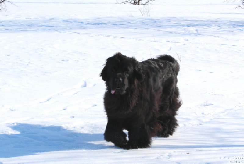 Фото: ньюфаундленд Ариель Принцесс оф зе Сии