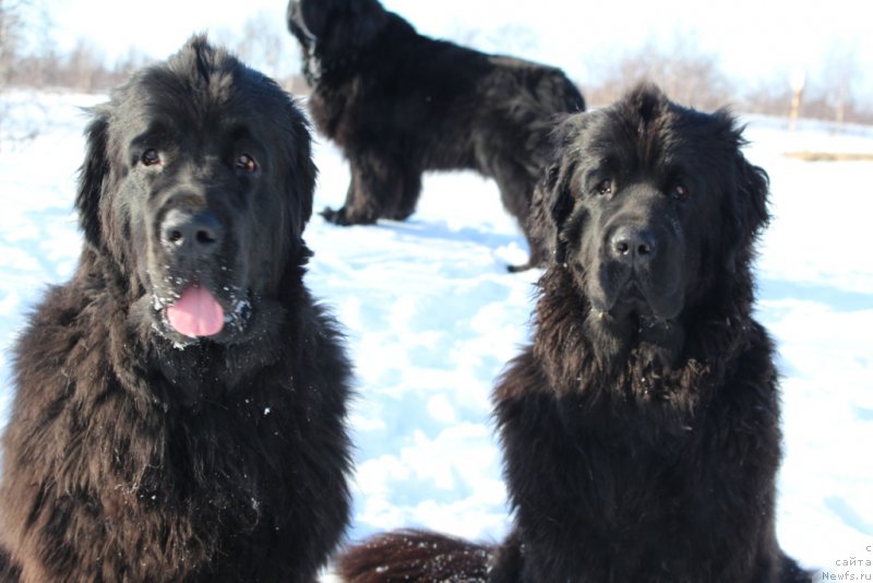 Фото: ньюфаундленд Ариель Принцесс оф зе Сии, ньюфаундленд Анабелле Квин оф зэ Моунтайнс