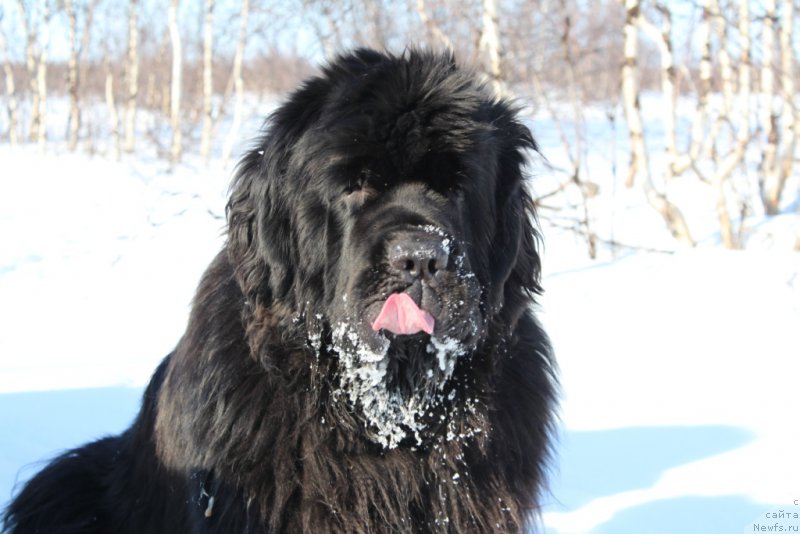 Фото: ньюфаундленд King of Helluland You Shock Me