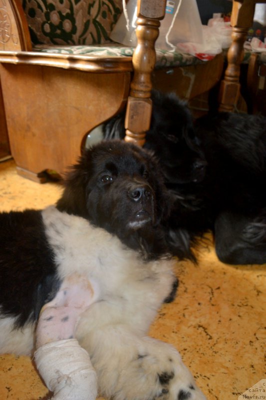 Фотография № 180082