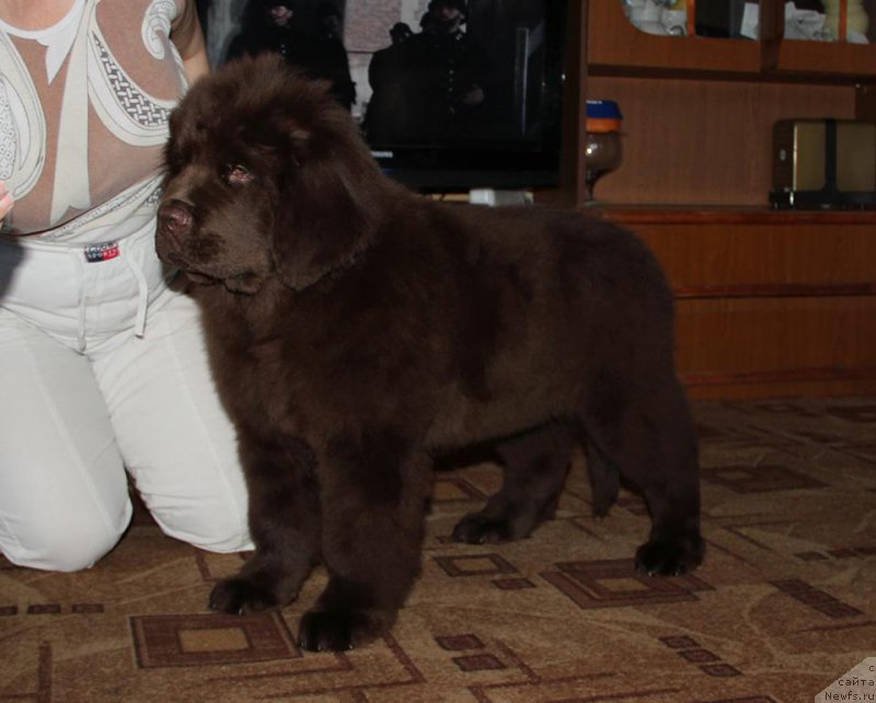 Фото: ньюфаундленд Ньюфорт Ваше Величество Брабус