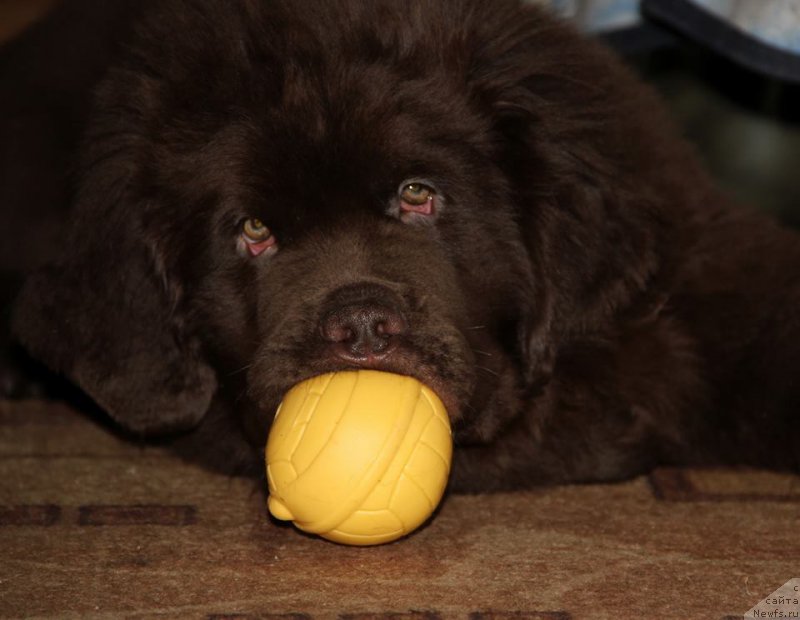 Фото: ньюфаундленд Ньюфорт Ваше Величество Брабус